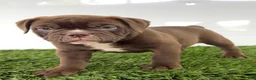 Olde English Bulldogge dogs for sale: Duke - Ad 1
