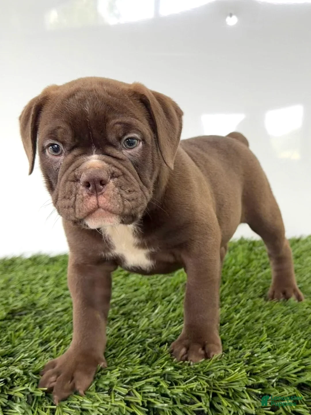 Olde English Bulldogge dogs for sale: Duke - Ad 1