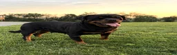 Rottweiler dogs for sale: Jose - Ad 10