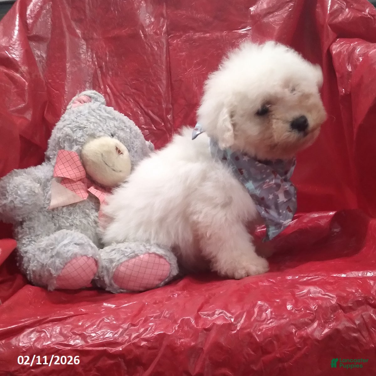 Bichon Frise dogs Jack  - Ad 32