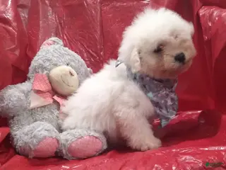 Bichon Frise dogs Jack - Ad 32