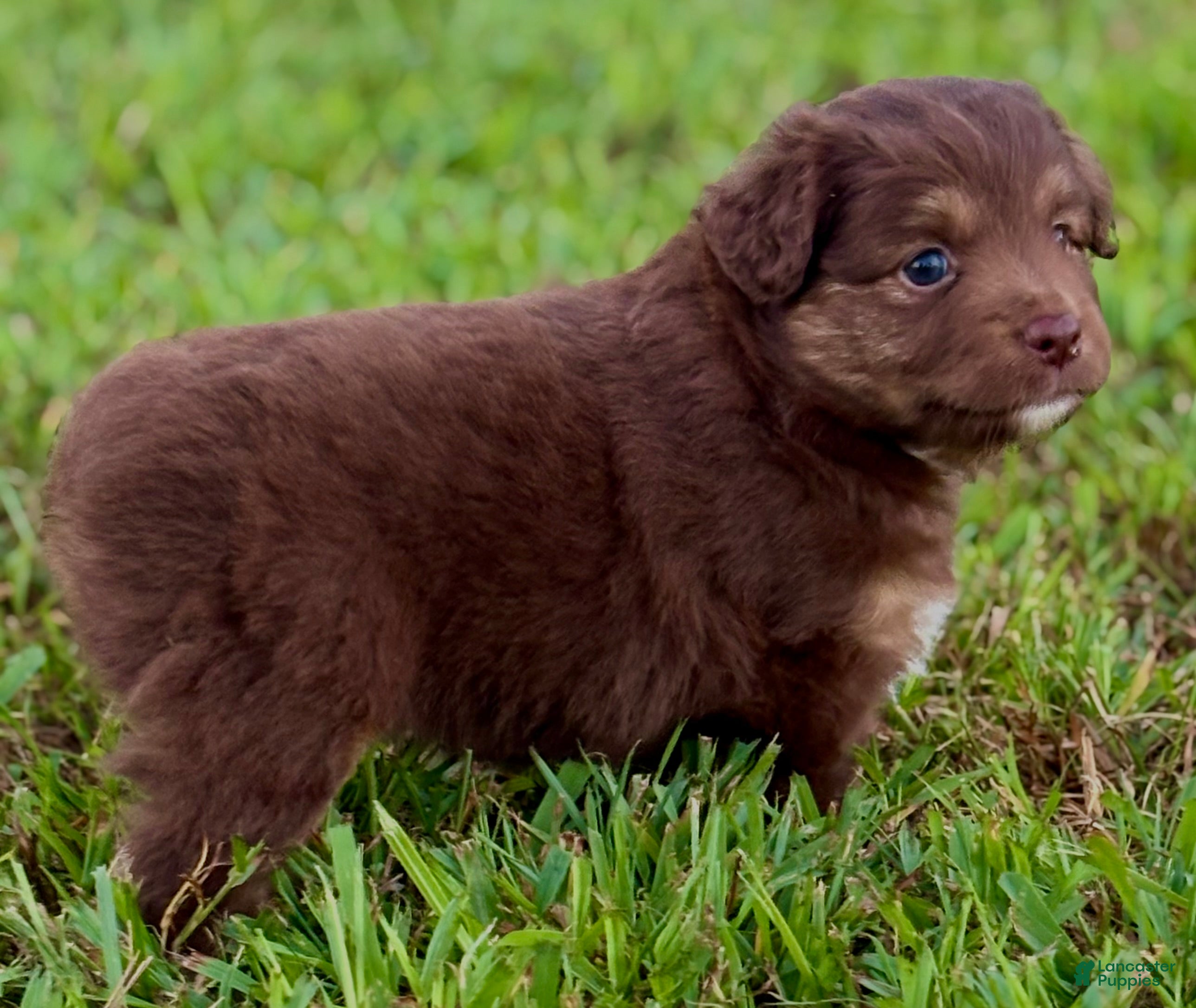 Toy Australian Shepherd dogs Cardinal - Ad 1