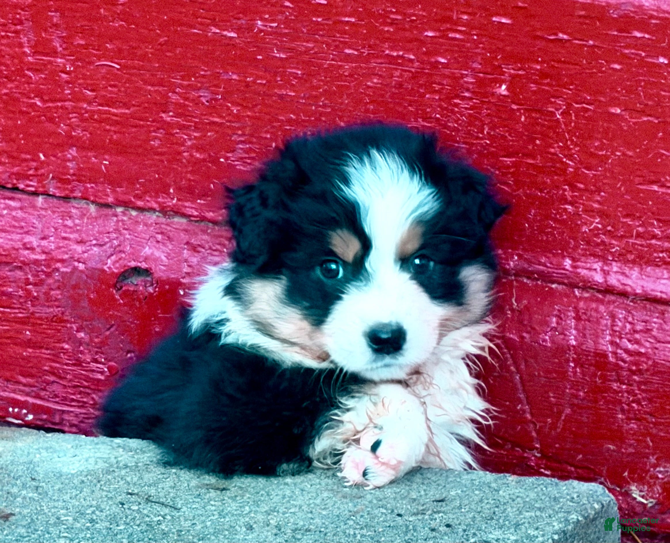 Australian Shepherd dogs Australian Shepherd Puppy 3 - Ad 1