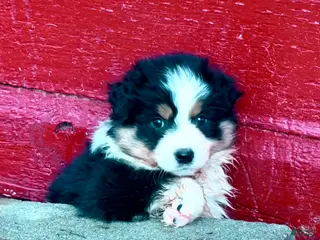 Australian Shepherd dogs for sale: Australian Shepherd Puppy 3 - Ad 3