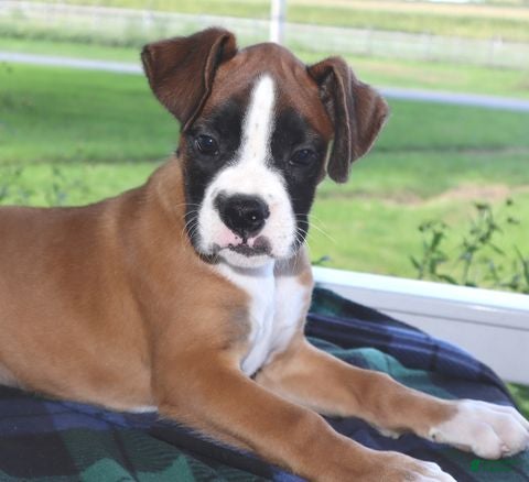 Boxer dogs Goldie- Champ lines - Ad 2