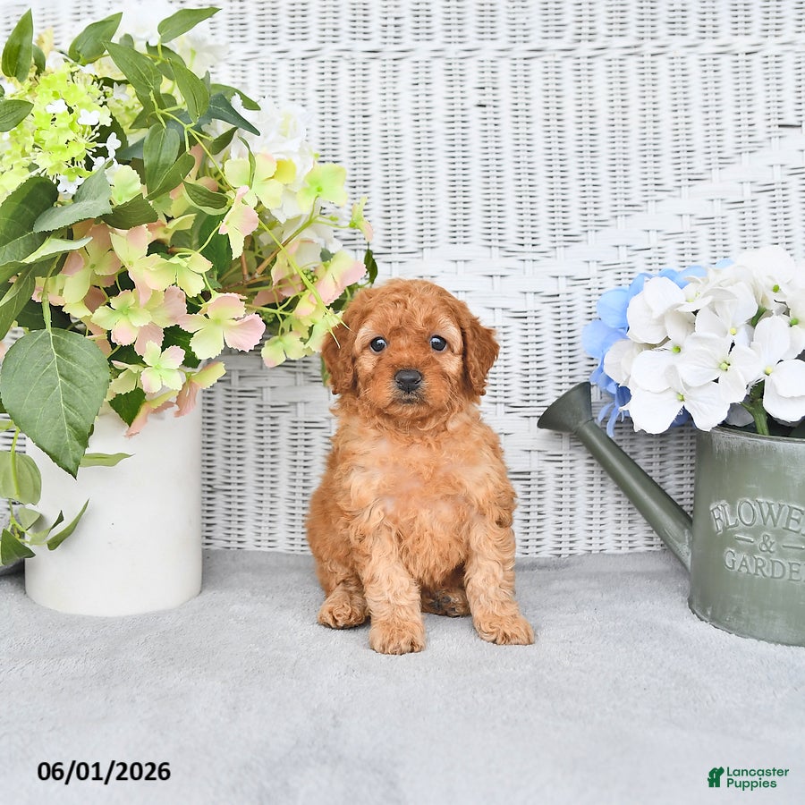 Mini Aussiedoodle dogs for sale: Macey - Ad 3