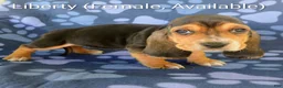 Basset Hound dogs for sale: Liberty  - Ad 2