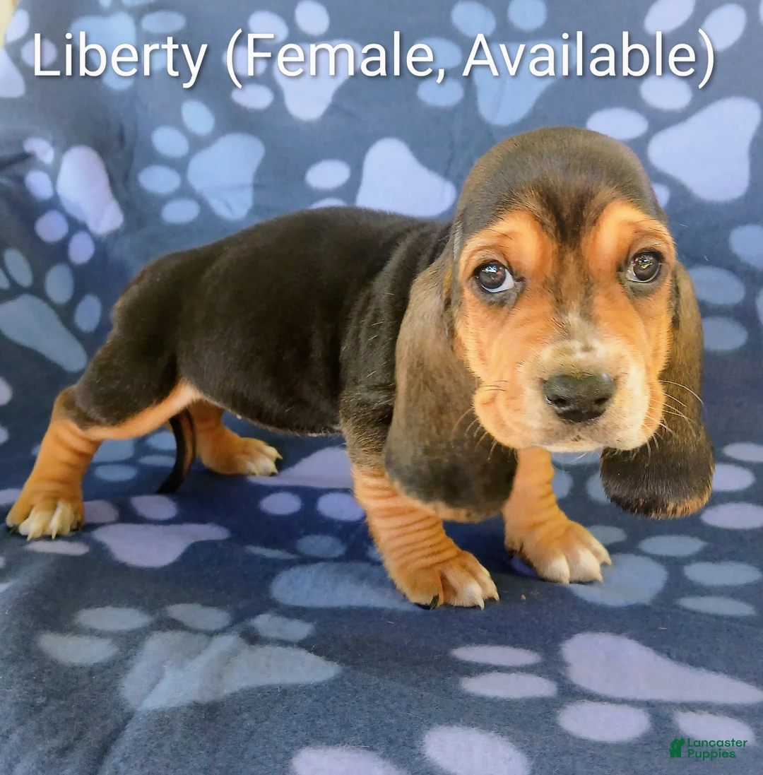 Basset Hound dogs for sale: Liberty  - Ad 2