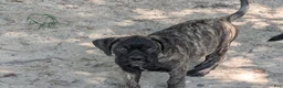 Bullmastiff dogs for sale: Bullmastiff Puppy 5 - Ad 4