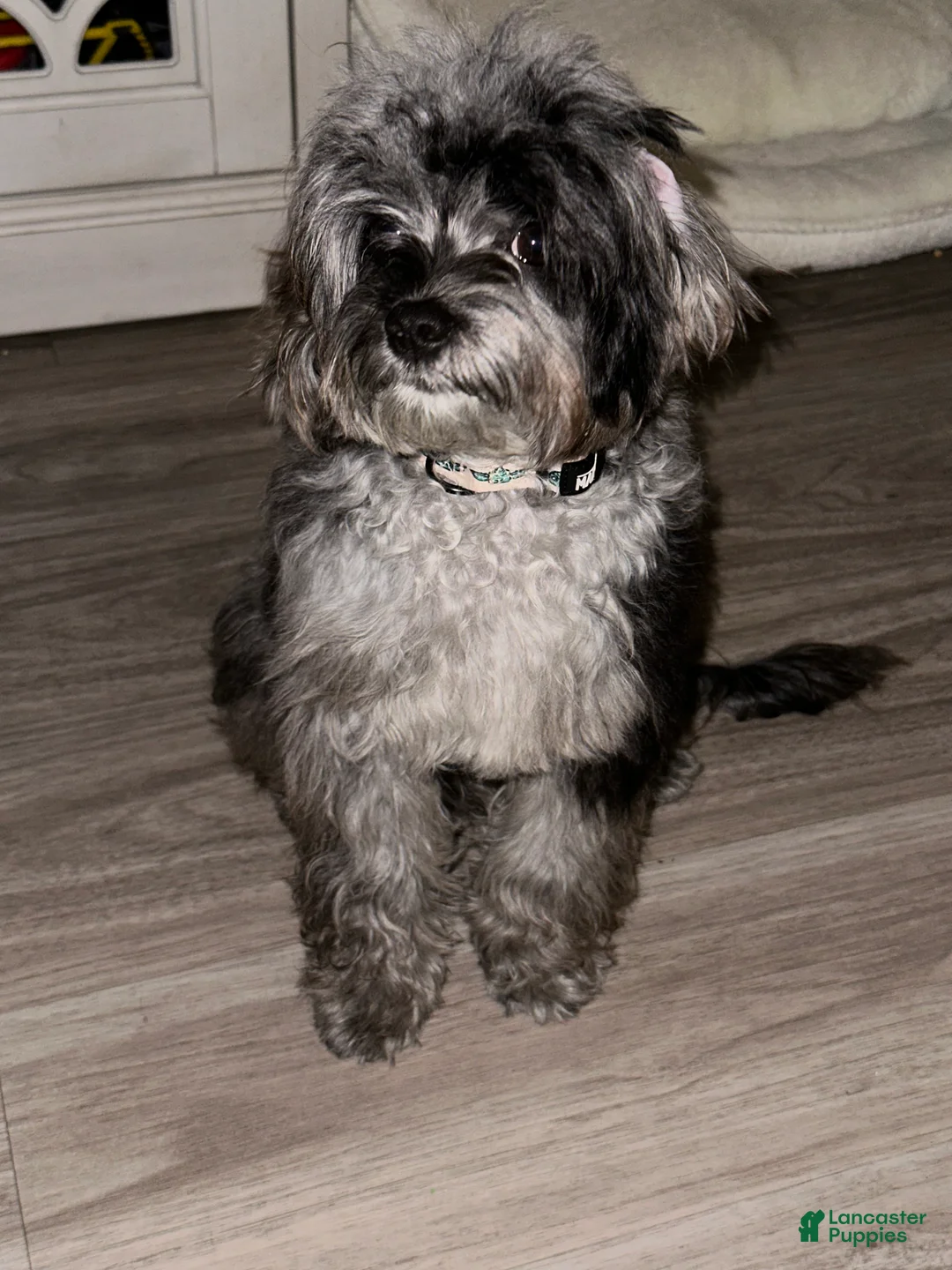 Cavapoo dogs for stud: TINY DOG - Ad 5