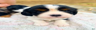Canolli