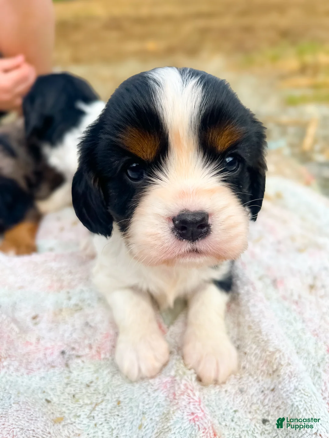 Cavalier King Charles Spaniel dogs for sale: Canolli - Ad 2