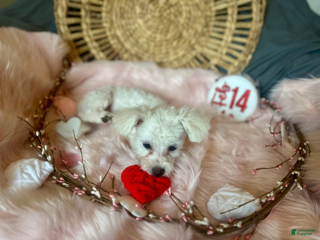 Maltipoo dogs for sale: Mopsie - Ad 4