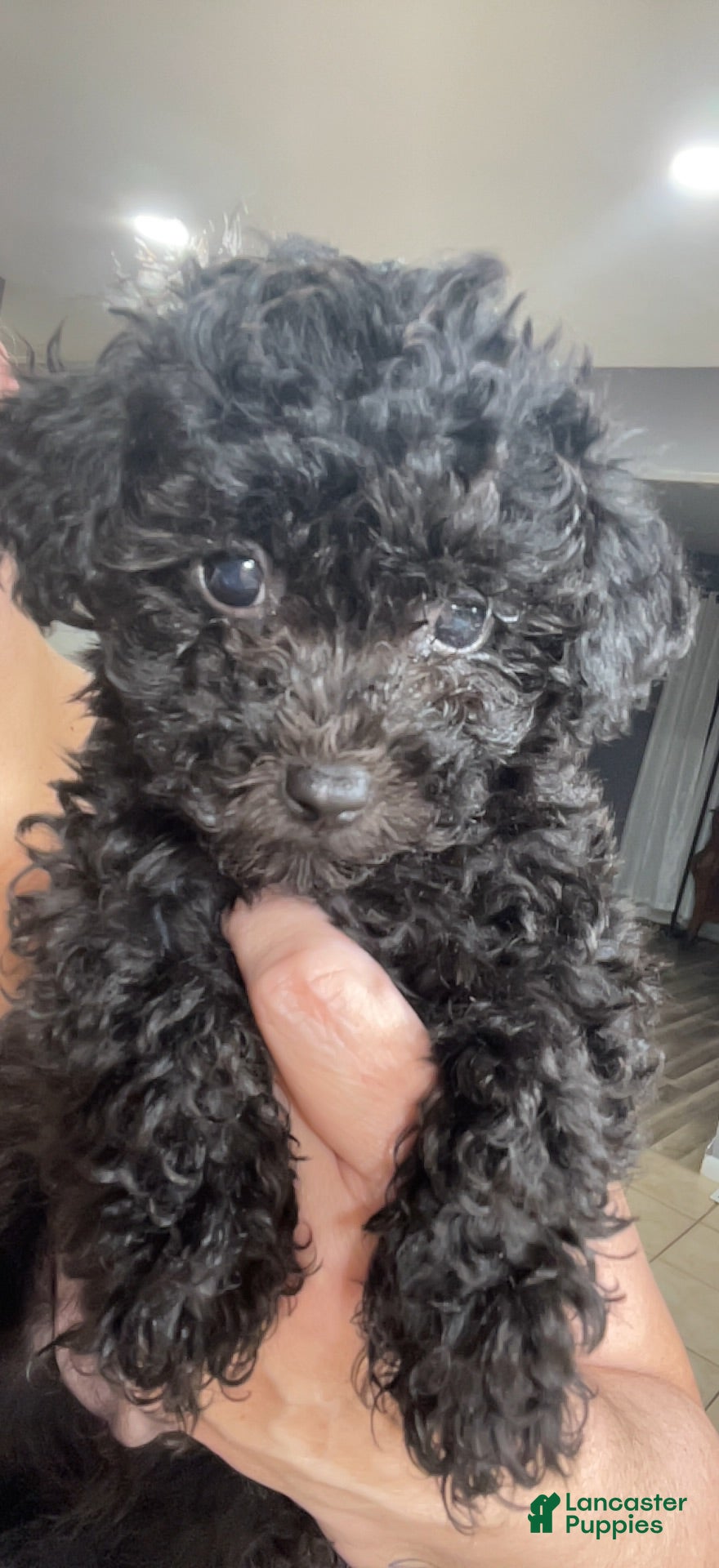 Toy Poodle dogs Female Toy Poodle Puppy 2 - Ad 39