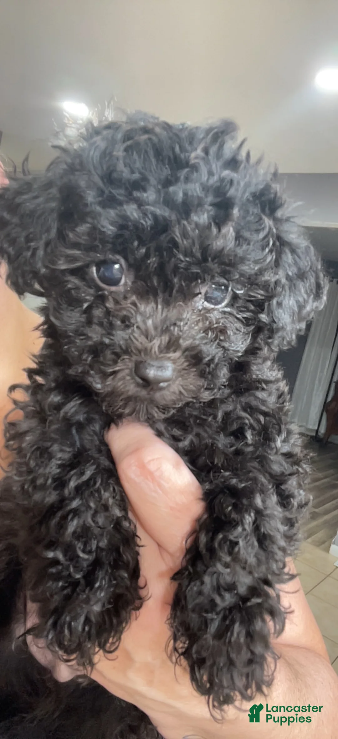 Toy Poodle dogs for sale: Female Toy Poodle Puppy 2 - Ad 1