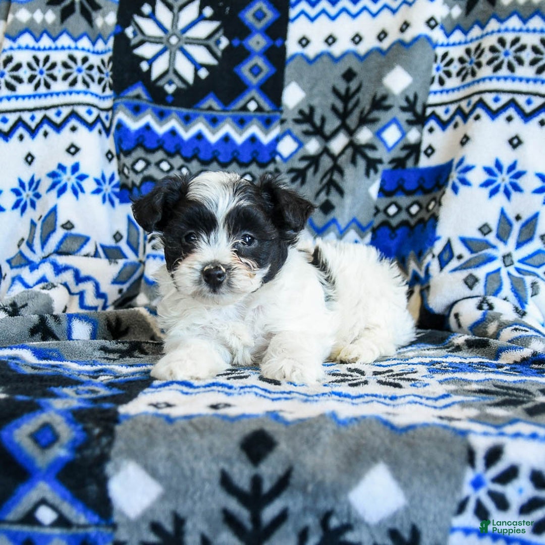 Yorkiepoo dogs for sale: Chocolate Crinkle - Ad 4