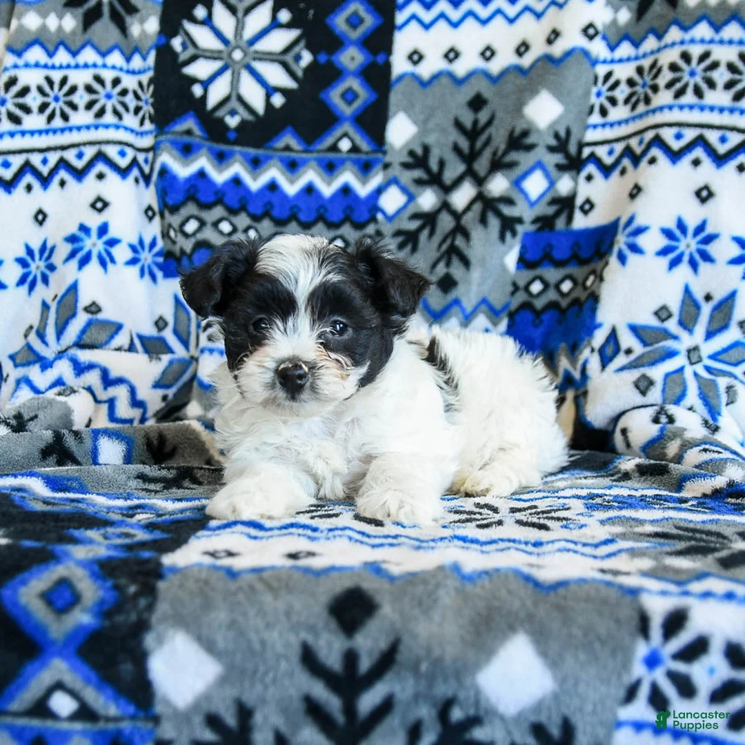 Yorkiepoo dogs for sale: Chocolate Crinkle - Ad 4