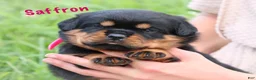 Rottweiler dogs for sale: Saffron w a Long Tail  - Ad 5