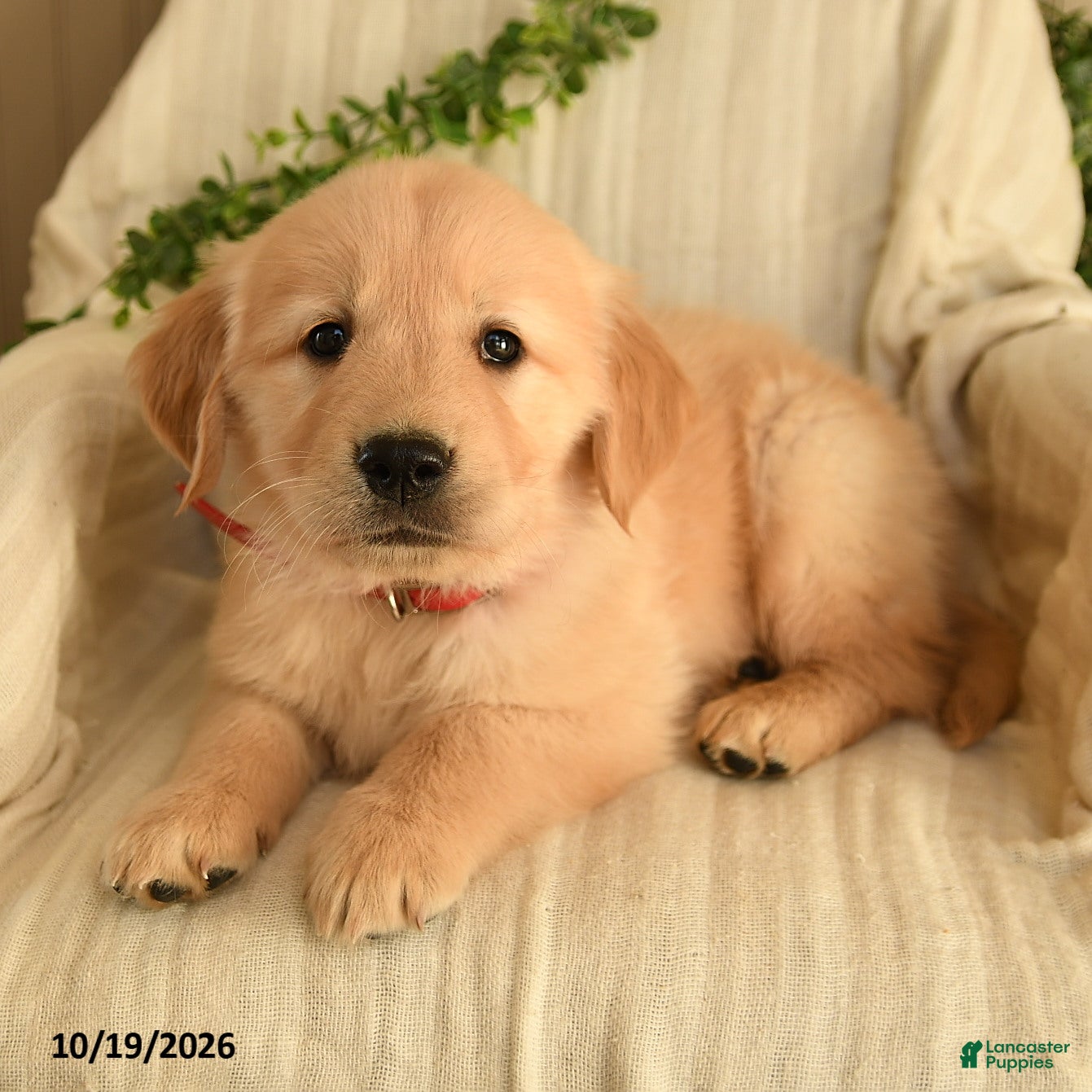 Golden Retriever dogs for sale: Caleb - Ad 2