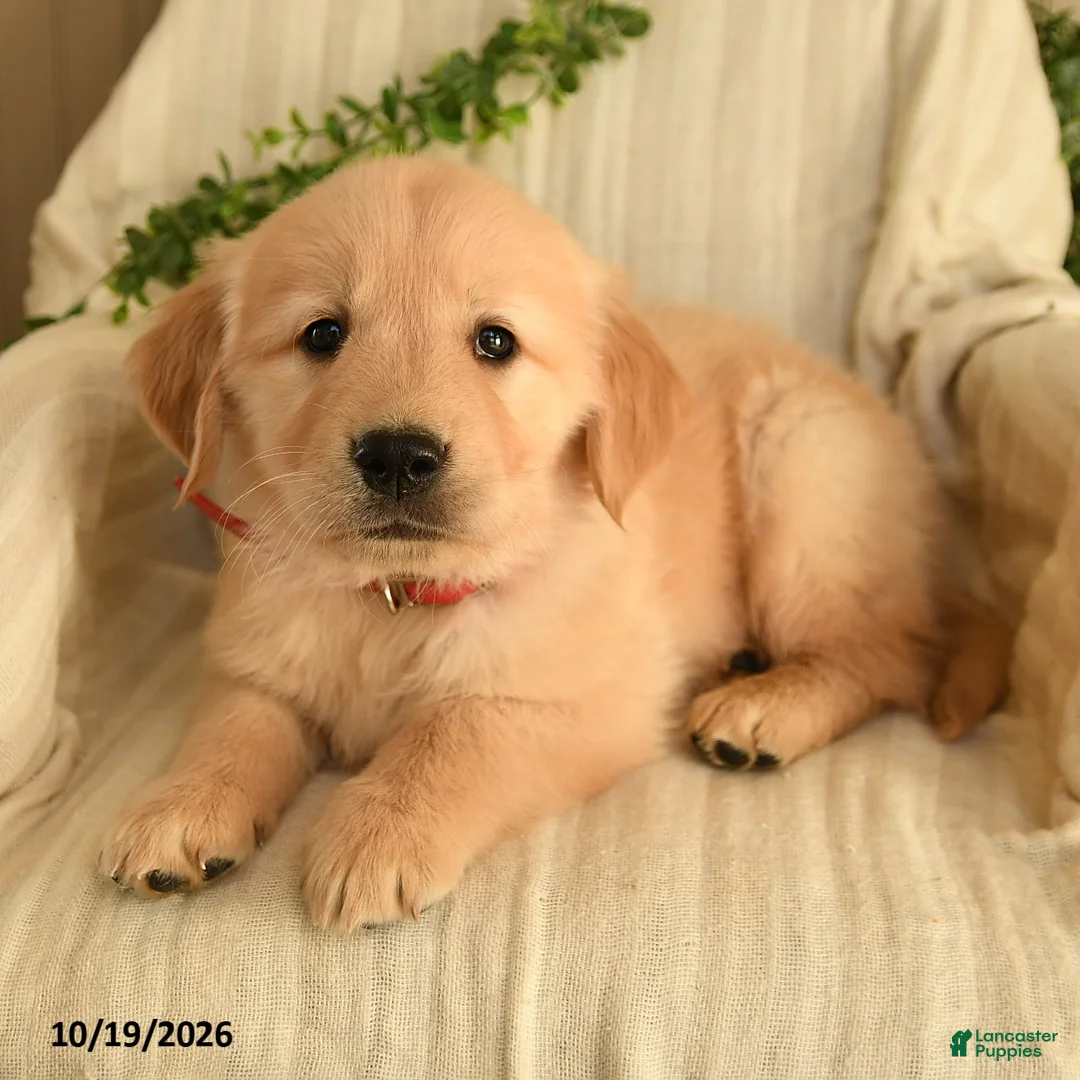 Golden Retriever dogs for sale: Caleb - Ad 2