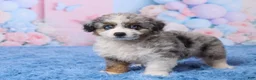 Aussiedoodle dogs for sale: Banjo - Ad 5