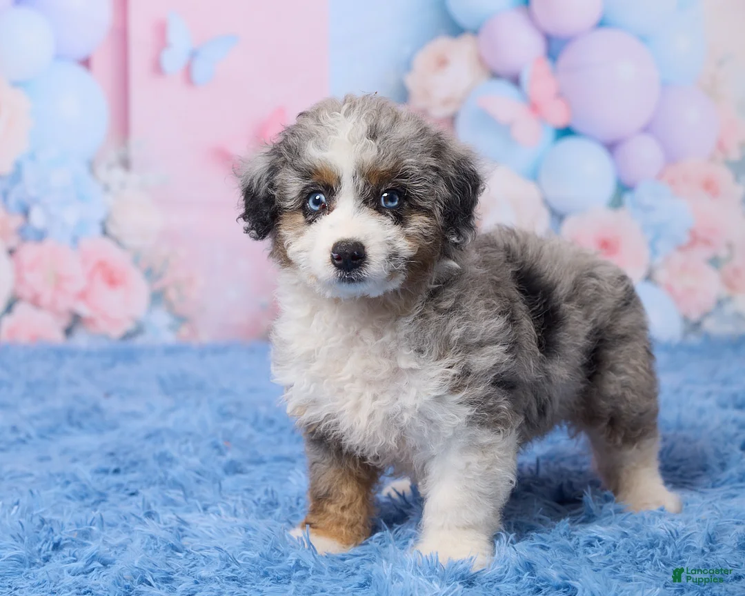 Aussiedoodle dogs for sale: Banjo - Ad 5
