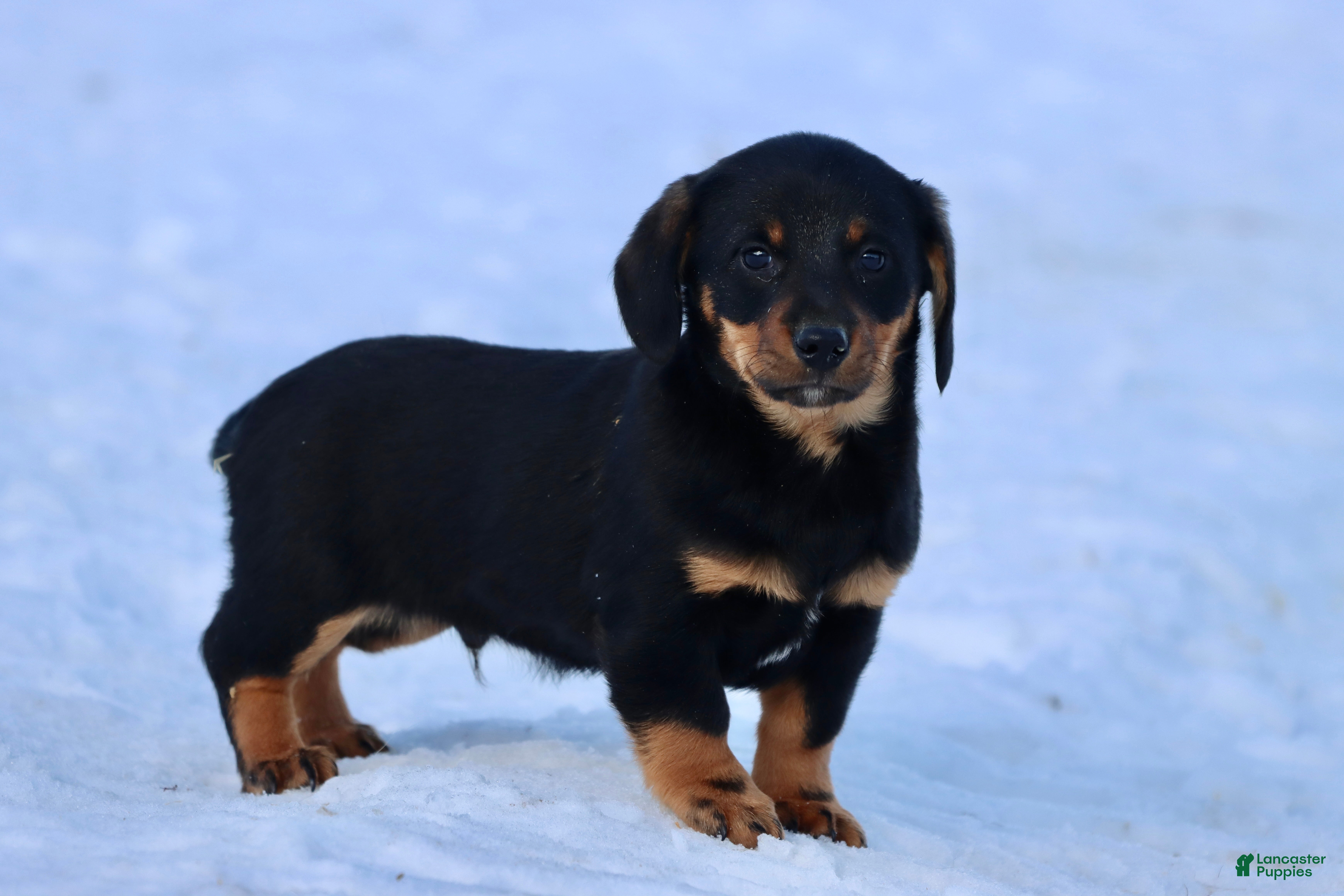 Dachshund dogs Bob-omb - Ad 18