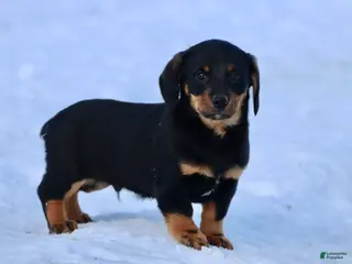 Dachshund dogs Bob-omb - Ad 18