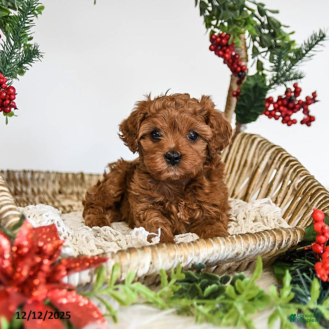 Cavapoo dogs for sale: Dixie - Ad 1