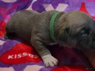 American Bully dogs for sale: Bear - Ad 3