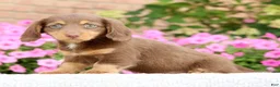 Miniature Dachshund dogs for sale: Dawna - Ad 7