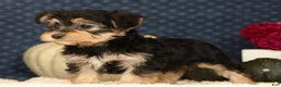 Yochon dogs for sale: Thomas - Ad 5