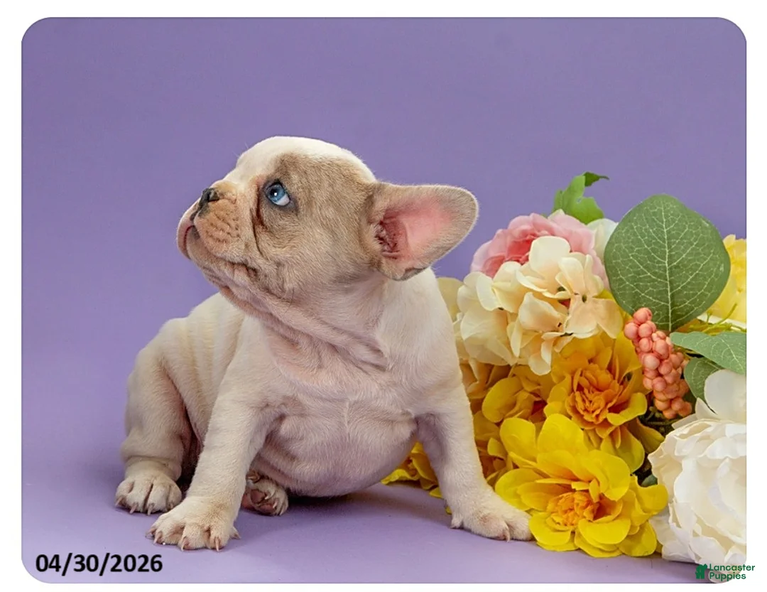 French Bulldog dogs for sale: Lola - Ad 3