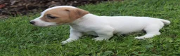 Jack Russell Terrier dogs for sale: Cooper - Ad 5