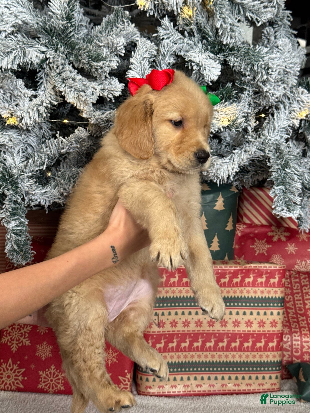 Golden Retriever dogs for sale: Flurry - Ad 1