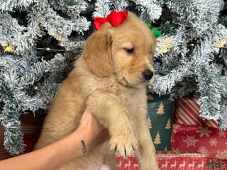 Golden Retriever dogs Flurry - Ad 13