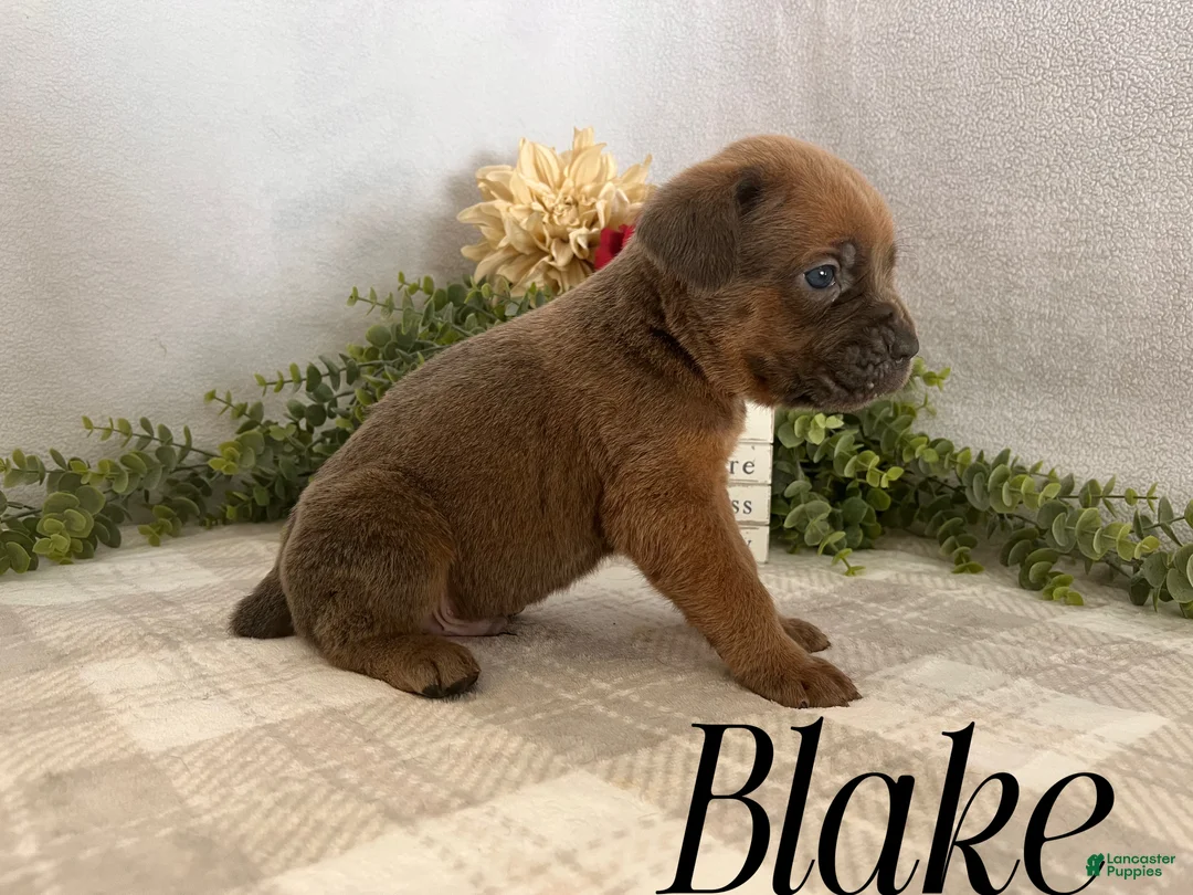 Cane Corso dogs for sale: Nikki - Ad 66