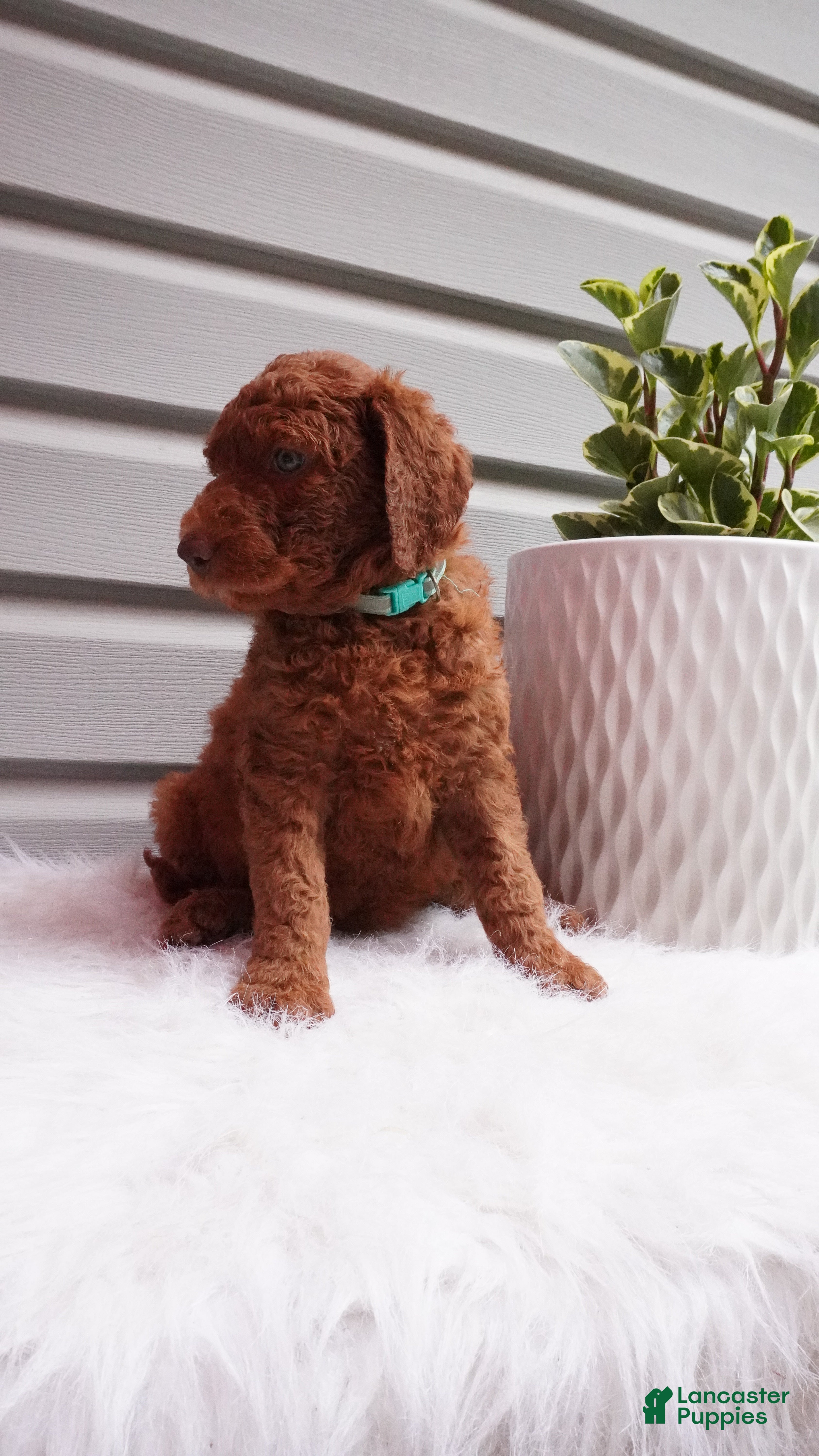 Goldendoodle dogs Sparkles  - Ad 2