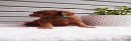 Goldendoodle dogs for sale: Sparkles  - Ad 2
