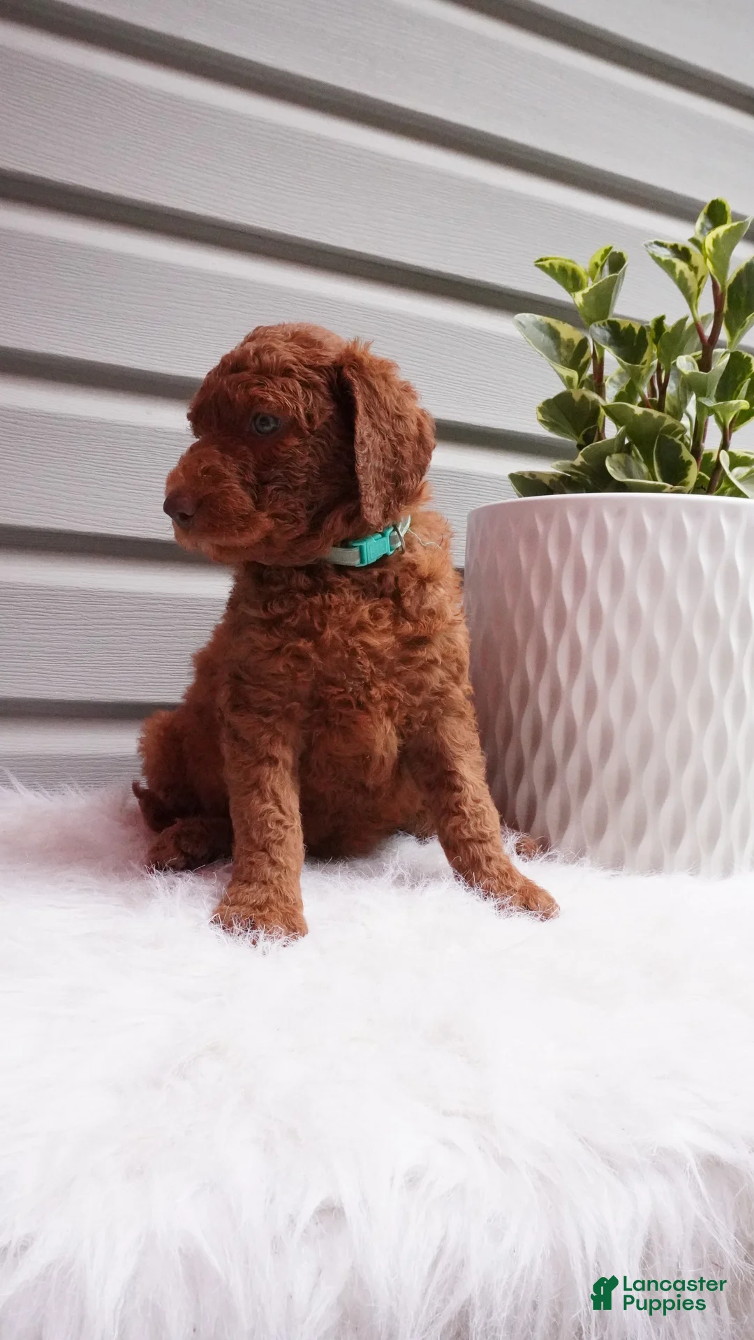 Goldendoodle dogs for sale: Sparkles  - Ad 2