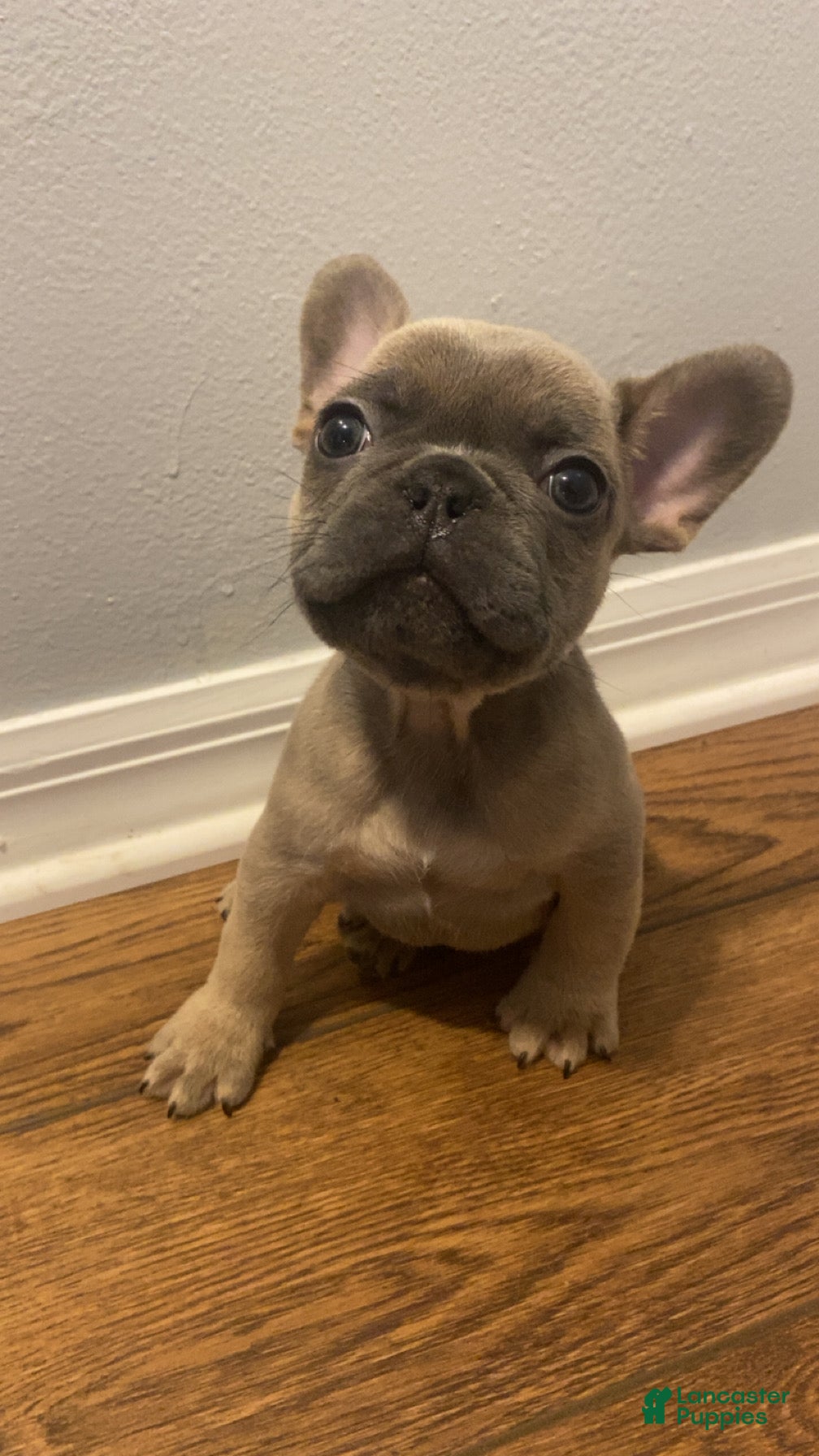 French Bulldog dogs French Bulldog 1 - Ad 11