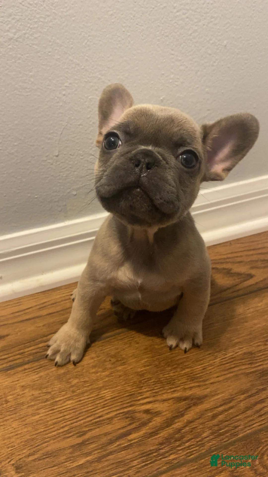 French Bulldog dogs for sale: French Bulldog 1 - Ad 1