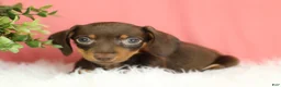 Miniature Dachshund dogs for sale: Pepper 🍩 - Ad 5