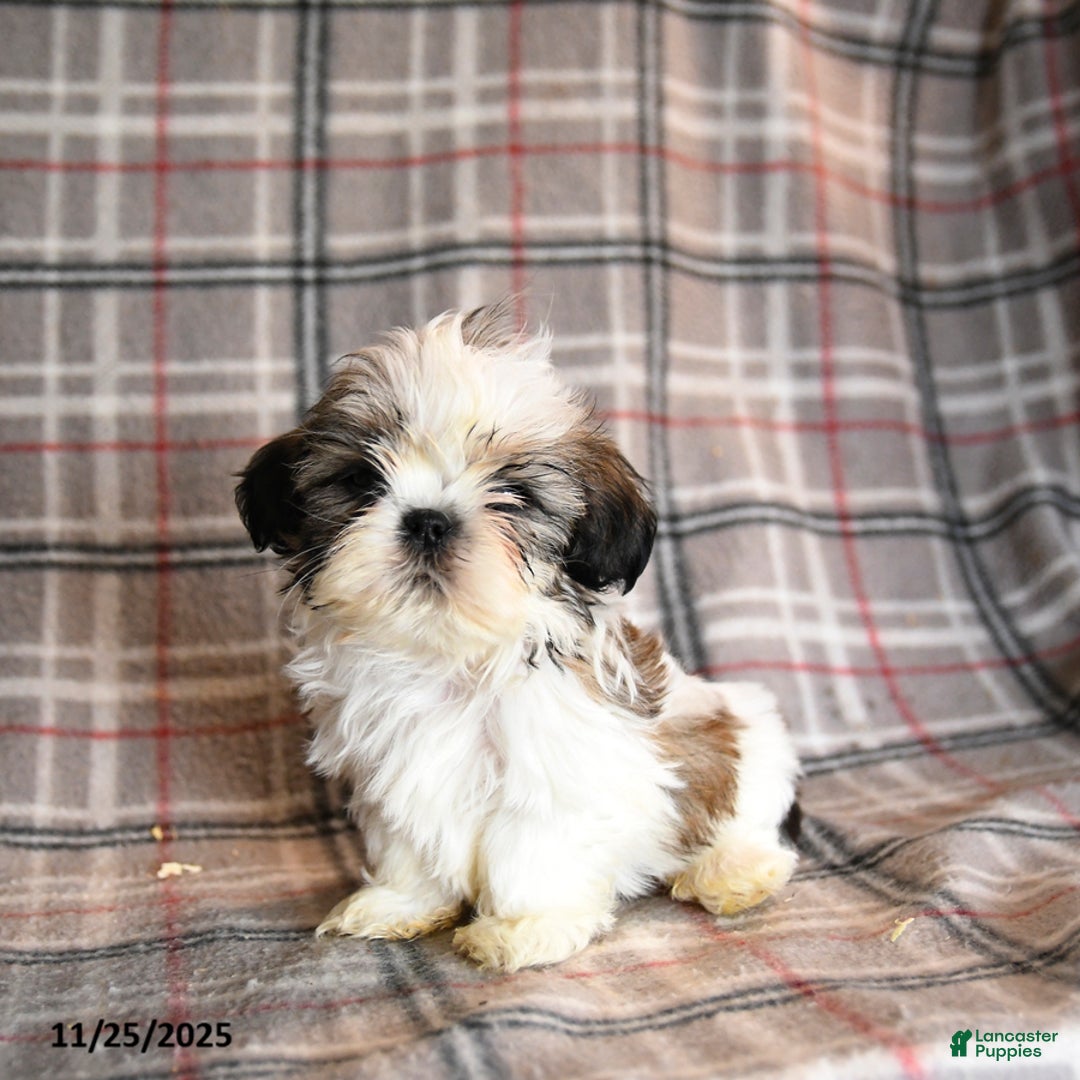 Shih Tzu dogs for sale: Caleb - Ad 2