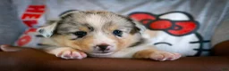 Mixed Breed dogs for sale: Cody - Ad 7