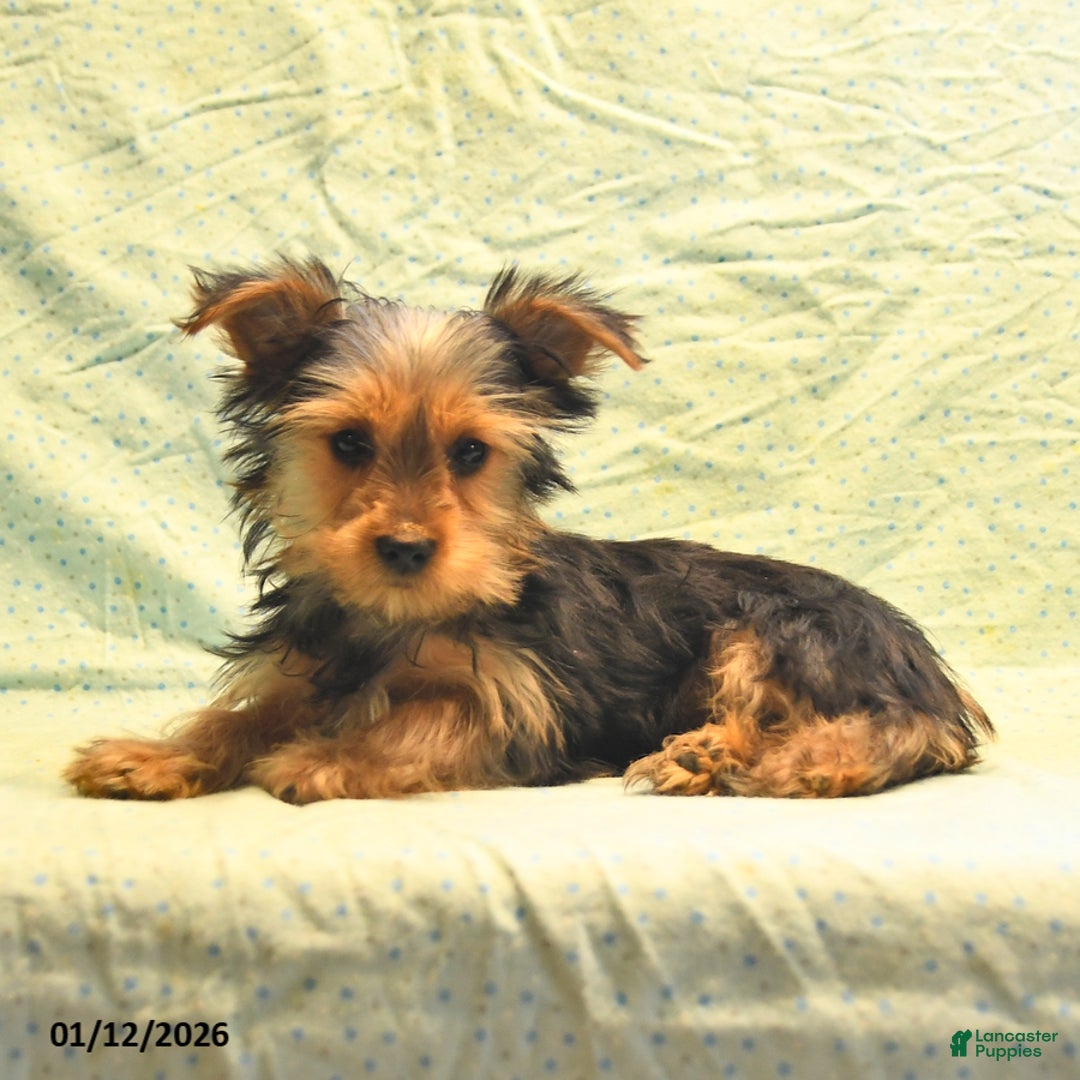Yorkshire Terrier dogs for sale: Davis - Ad 2
