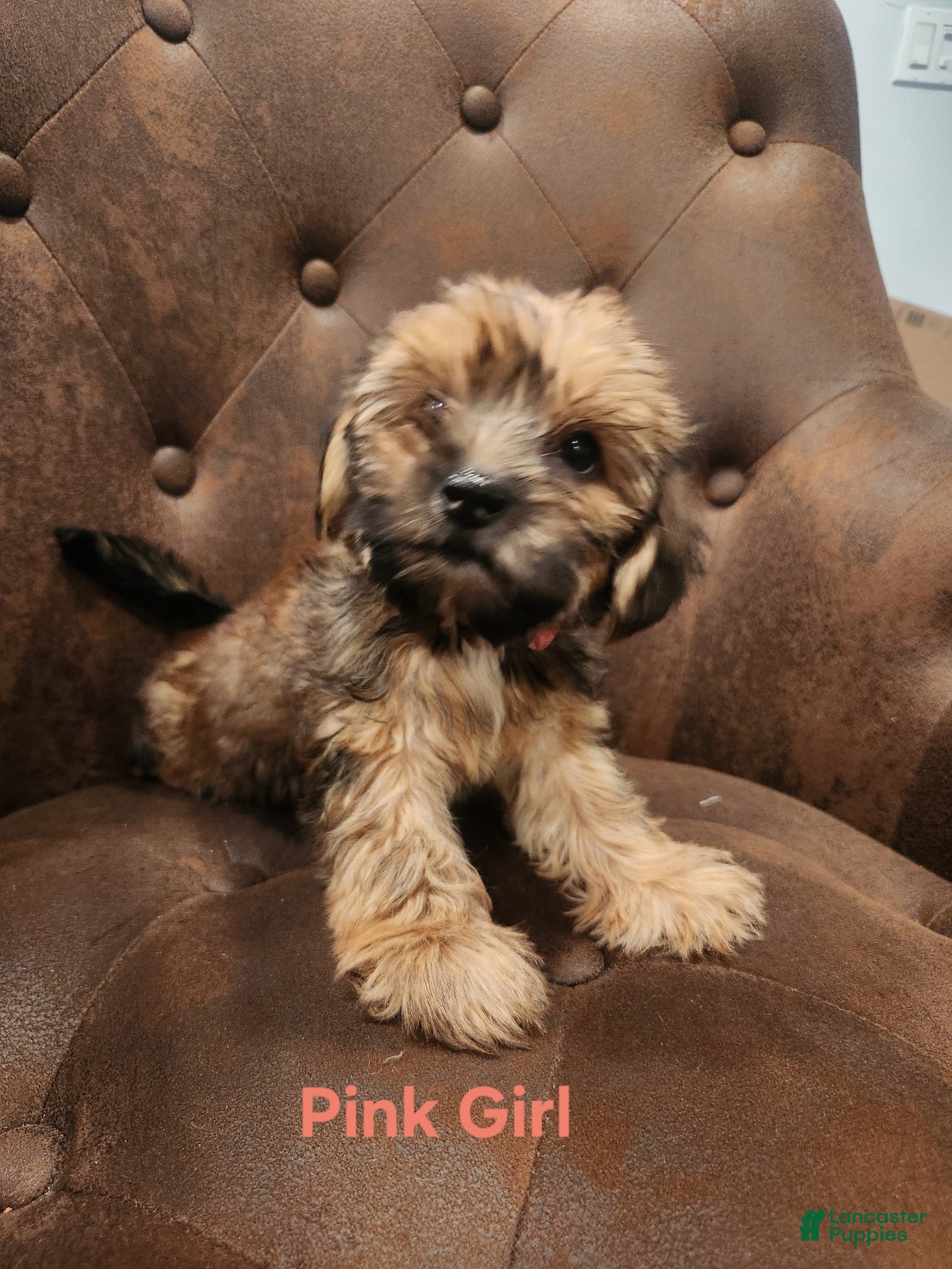 Shorkie dogs Shorkie 3 - Ad 1
