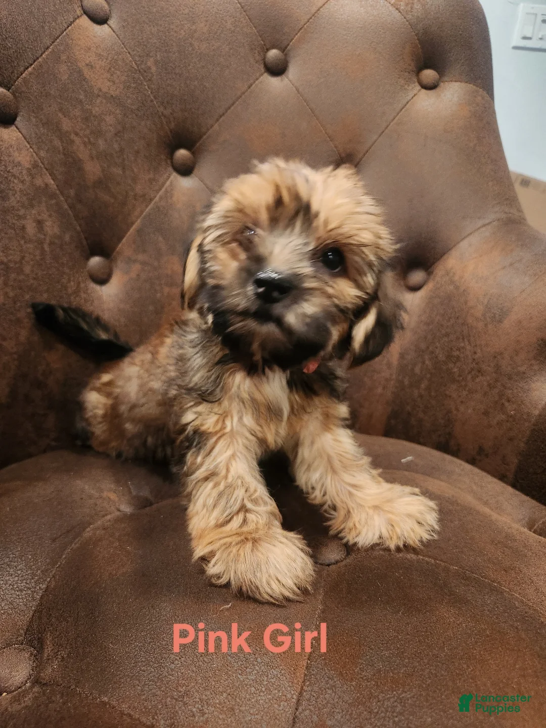 Shorkie dogs for sale: Shorkie 3 - Ad 1