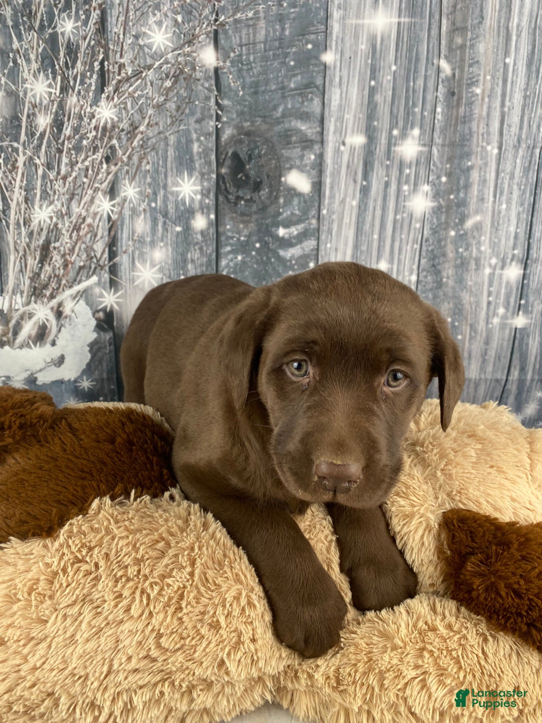 Labrador Retriever dogs for sale: Alice - Ad 2