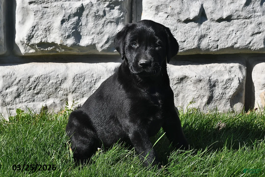 Labrador Retriever dogs for sale: Penny - Ad 3
